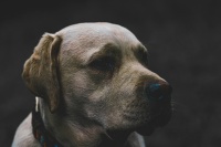 老年犬减肥必看！10个实用技巧让你的狗狗健康又快乐