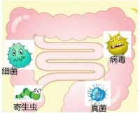 微生物宇宙：守护肠道健康的关键机制