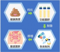 肠菌移植为何只能“借用”，无法“创造”？