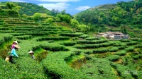 福建安溪：打造全茶產(chǎn)業(yè)鏈 托起鄉(xiāng)村振興夢(mèng)
