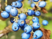 27 种 Symplocos paniculata（蓝宝石浆果）的药用健康益处
