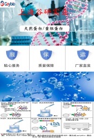 蘇氨酰tRNA合成酶2(TARS2)重組蛋白人