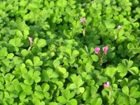 家有小学生，有这6道早餐，不知道吃什么的照着食谱做