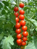 番茄的“黄金搭档”，辅助降压、养护血管，营养又美味！