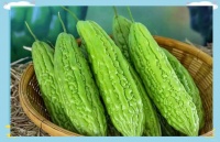 夏日天然驱虫蔬菜推荐：健康又省钱的选择