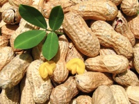 崩溃！医生刚公布：每天吃1把花生的人，糖尿病风险降40%？真相扎心了