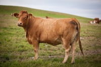 牛病毒性腹泻的症状和治疗方法