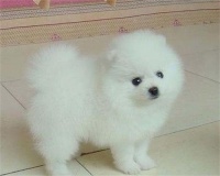 22天小狗拉稀怎么办？