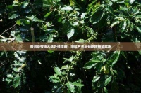 普洱茶饮用不适处理指南：缓解 与预防措施全解析