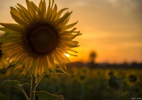 青春期男孩系列：培养阳光心态，教育青春期男孩的心理健康