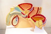 成都哪个阴茎增粗手术医院治疗的好