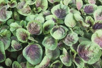 秋分吃秋菜是什么菜 秋分吃秋菜是哪里的风俗→榜中榜知识