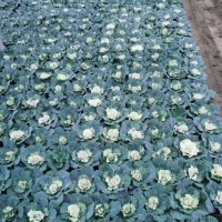 羽衣甘蓝什么时间吃最好？营养专家揭秘最佳食用时机