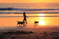 50岁后养生秘籍：常走常休胜过运动，医生力荐血管健康法宝