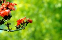 简单一剂良方，祛湿热，利小便