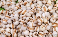 让你轻松告别湿气困扰？湿气重别愁，10 种排湿食物口碑榜