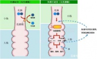 乳糖不耐受的人不能随便喝牛奶，什么样的牛奶适合乳糖不耐受的人？