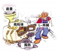 四类营养素有助减肥：树莓酮燃脂 乳清蛋白塑身