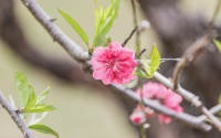 中医健康管理师证国家承认吗？符合规范，法律效力和行业权威性