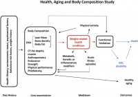 The Health, Aging, and Body Composition (Health ABC) Study—Ground