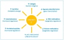 Vitamin C and Immune Function