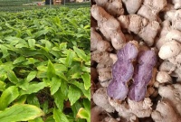 成分解析：黑姜中的“多甲氧基黄酮”在代谢调节中的科学角色