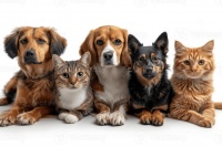 多模态数据驱动养宠升级：宠智灵宠物健康AI的落地路径