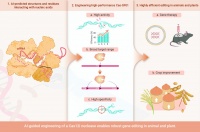 南科大朱健康院士課題組開發(fā)出為疾病治療和動植物基因編輯提供高效新工具