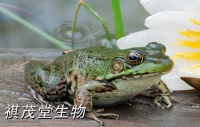 牛蛙不吃东西长得慢的原因？糖萜素促进牛蛙生长提高采食糖萜素牛蛙增重的应用