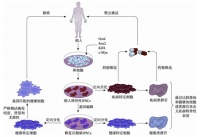 【技术】诱导多能干细胞（iPSC）的生产初探