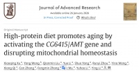蛋白补多 = 催老！寿命缩短 28%！高蛋白饮食激活CG6415/AMT基因，破坏线粒体稳态加速衰老