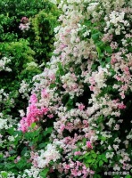 青春期孩子如何培养良好的社交技能？