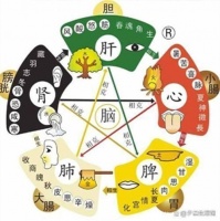 「夕晨养生」五脏的食疗与锻炼，中医视角下的全方位养生法则