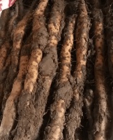 一根垆土铁棍山药的千年道地密码与品质守护,根根原产地守护家人健康