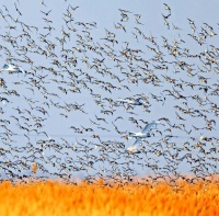 生物多样性：生态系统健康与人类生活守护者