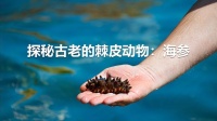 海参