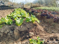 自己种的菜就一定会绿色健康？现实还真不是你想的那样