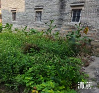 清除孳生隐患，筑牢健康防线