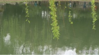 湿地公约：湿地健康=人类健康，保护与恢复湿地迫在眉睫！｜世界卫生日
