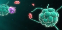 The Immune System: Your Body’s Guards