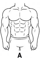 身型分类与健康生活方式的关系