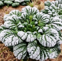 “霜打菜”為啥受追捧？不是所有的菜都適合“霜打”