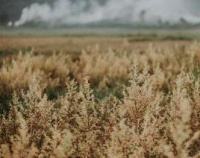 你一定会喜欢的自制快速减肥茶