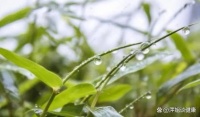 春天湿气重，要吃祛湿茶，调脾胃祛湿气，身体很轻松！