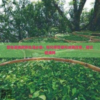 碧生源減肥茶生活必備：探究保質(zhì)期與減肥效果，建議健康網(wǎng)