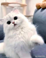皇家猫粮怎么样好不好？值得买？皇家猫粮测评