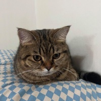 2026养胃猫粮推荐：精准护肠选品指南