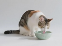 宠东家｜解锁猫咪饮水密码，护它泌尿健康，陪你岁岁年年