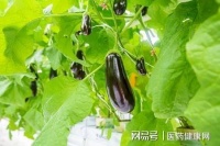 生吃茄子能吸油，血脂高、减肥人群都要吃？告诉你答案