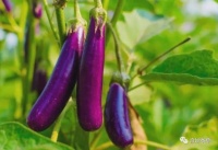 茄子能常吃吗？提醒：以下2种人尽量少吃